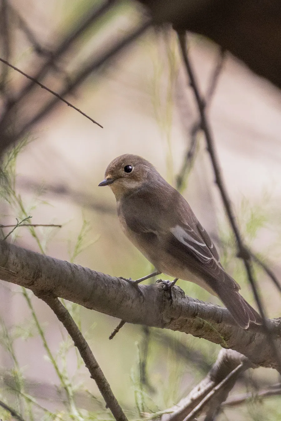 Fotografía de naturaleza: papamoscas
