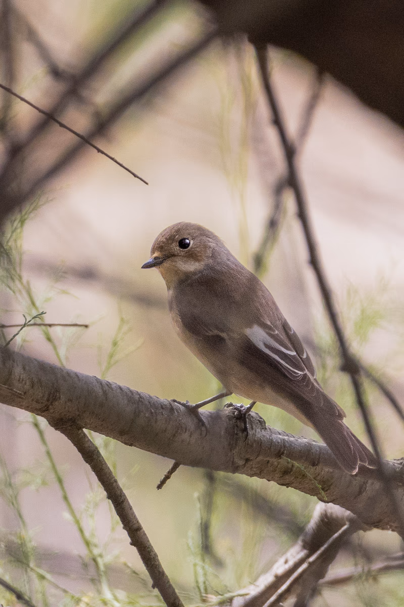 Fotografía de naturaleza: Papamoscas cerrojillo. SMFotos, archivo fotográfico de fauna salvaje en Córdoba y Andalucía.