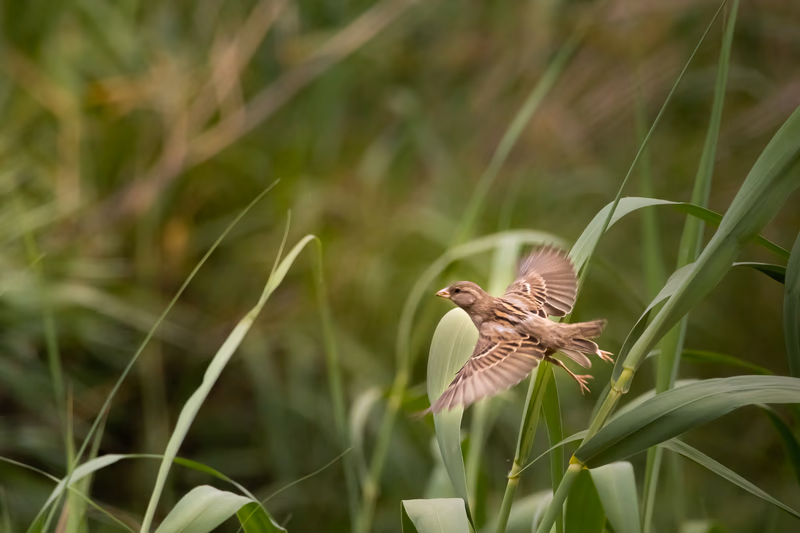 Fotografía de naturaleza: Gorrión común. SMFotos, archivo fotográfico de fauna salvaje en Córdoba y Andalucía.