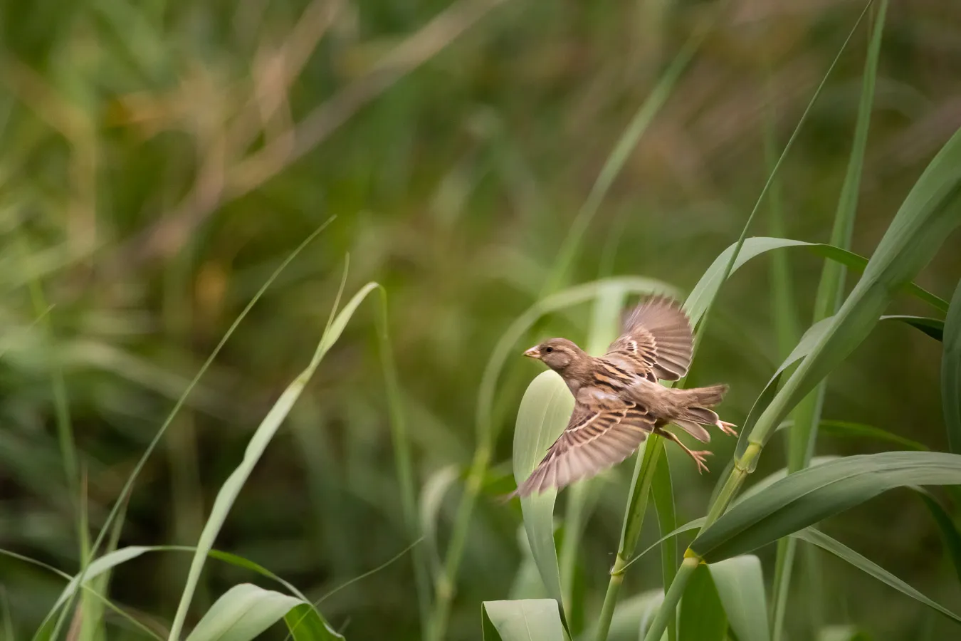Fotografía de naturaleza: gorrion volando