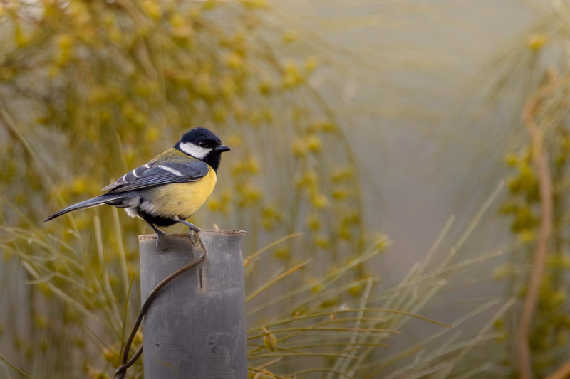 Fotografía de naturaleza: Carbonero común. SMFotos, archivo fotográfico de fauna salvaje en Córdoba y Andalucía.