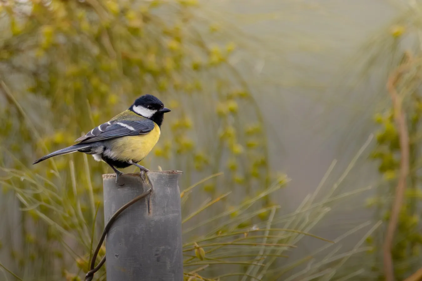 Fotografía de naturaleza: carbonero comun