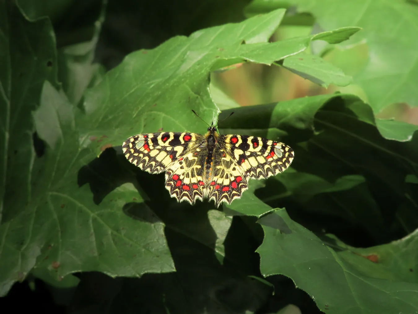 Fotografía de naturaleza: mariposa