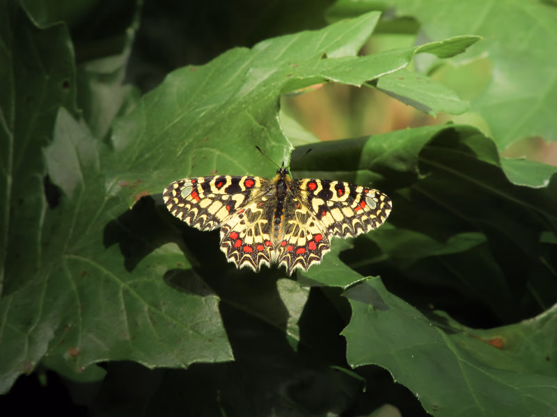 Fotografía de naturaleza: Mariposa. SMFotos, archivo fotográfico de fauna salvaje en Córdoba y Andalucía.