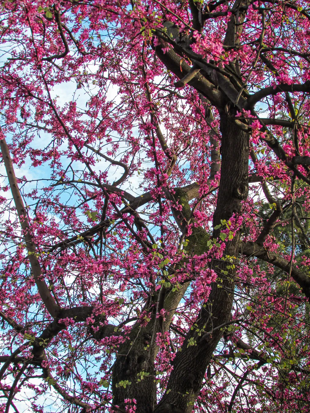Fotografía de naturaleza: arbol