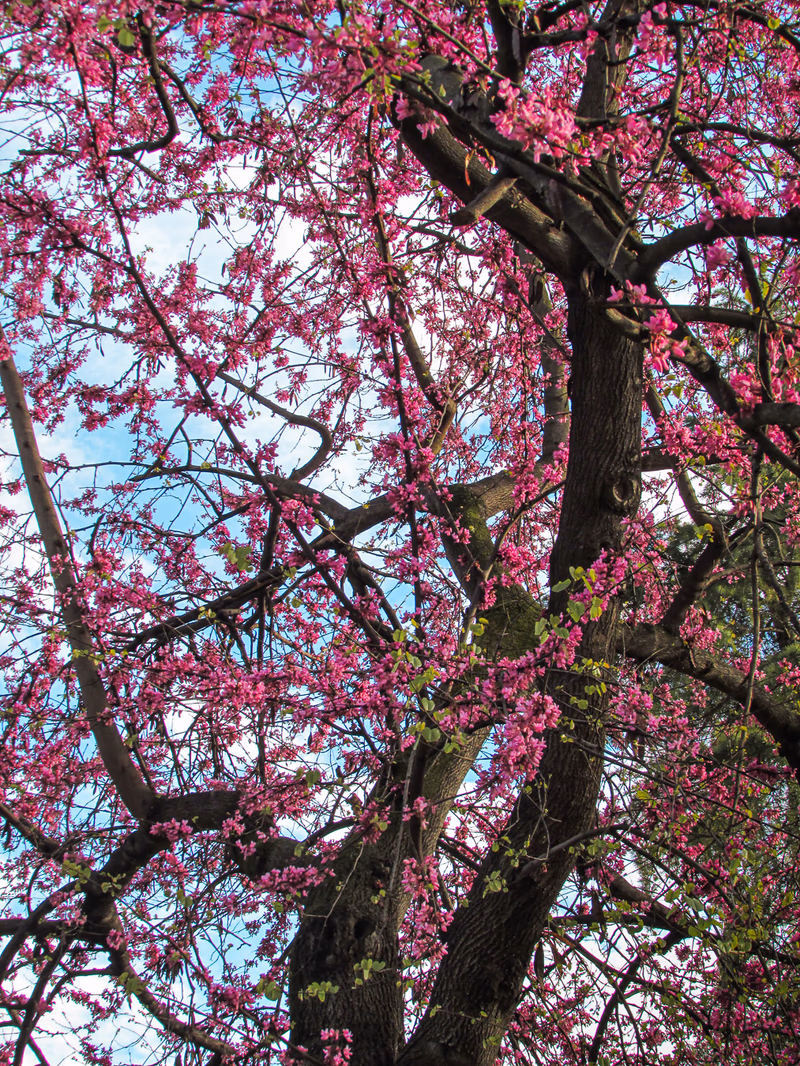 Fotografía de naturaleza: Árbol. SMFotos, archivo fotográfico de fauna salvaje en Córdoba y Andalucía.