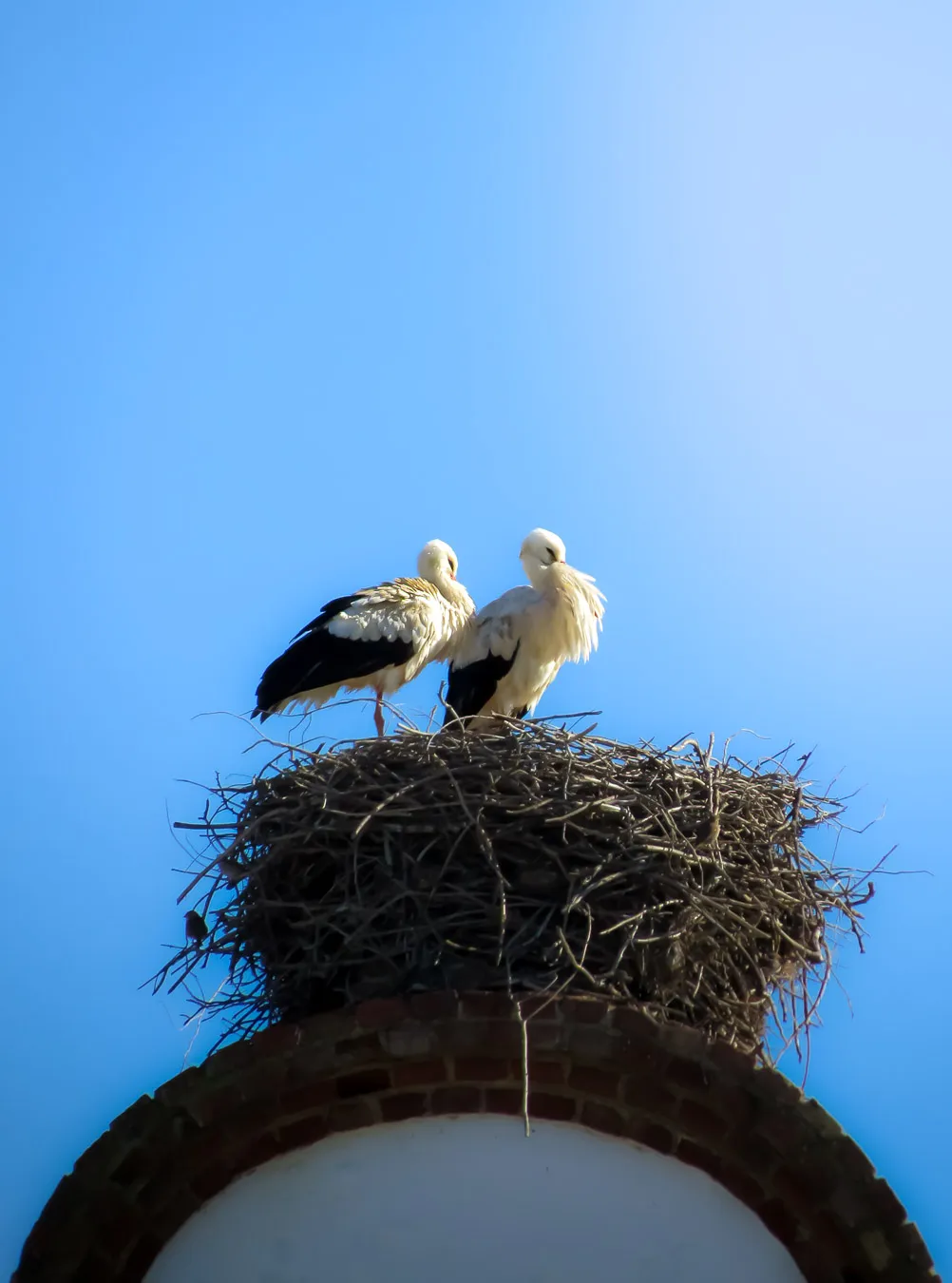 Fotografía de naturaleza: ciguenas