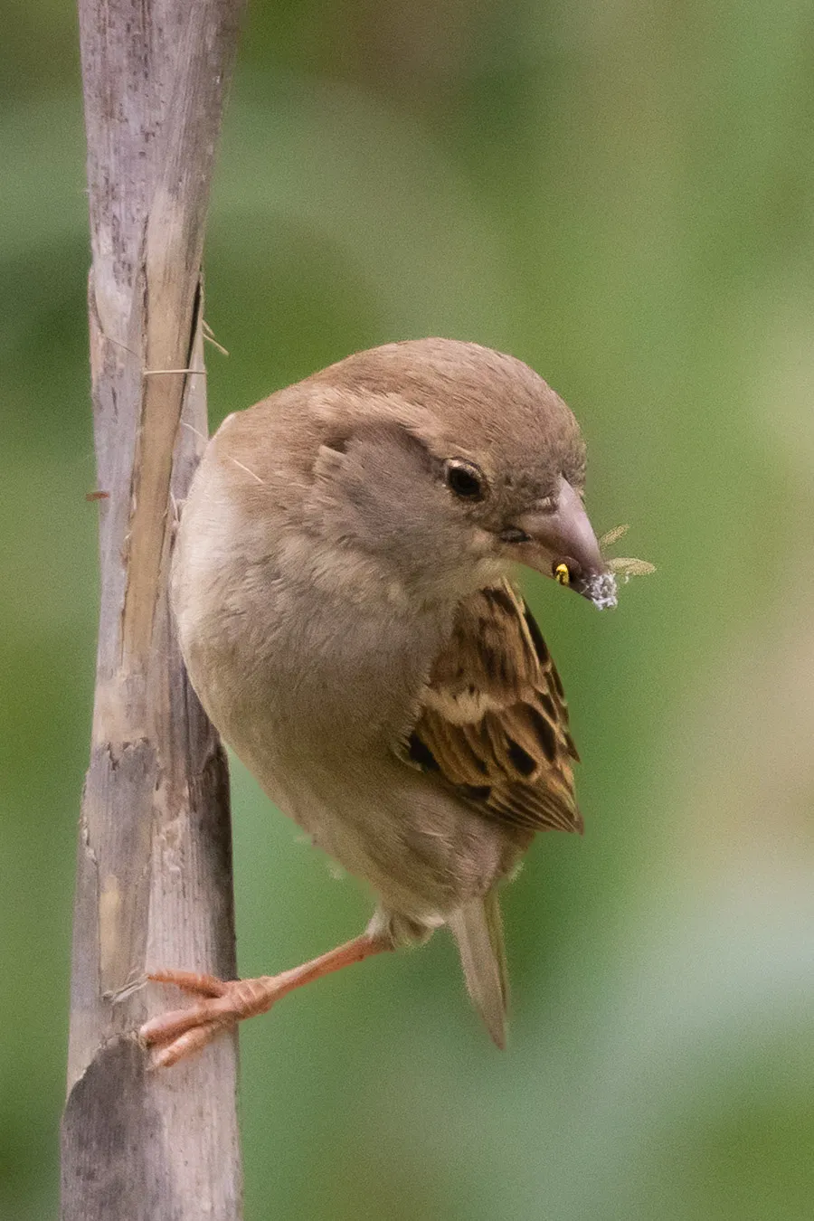 Fotografía de naturaleza: gorrion
