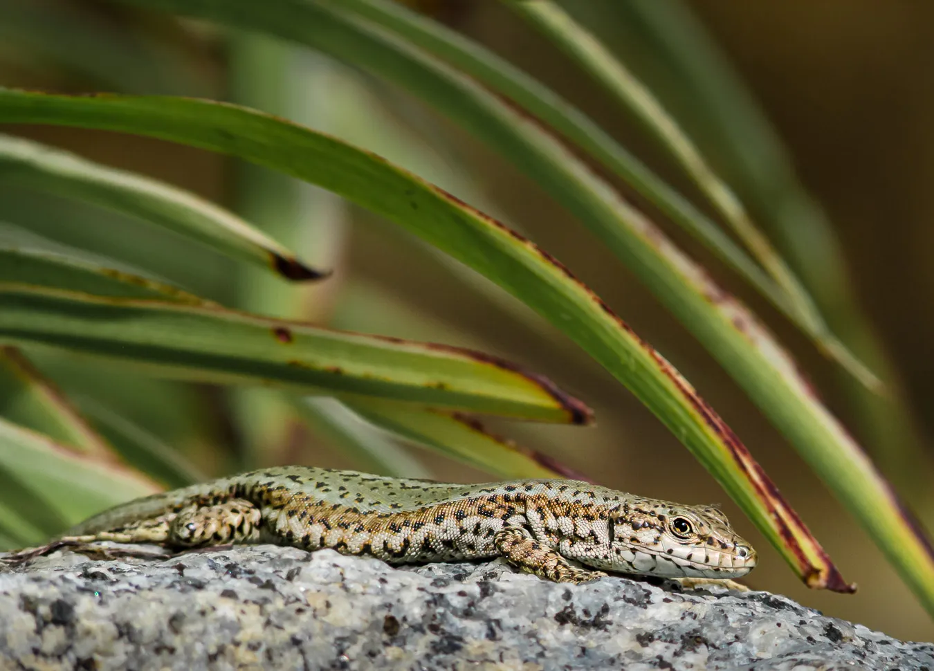 Fotografía de naturaleza: lagartija