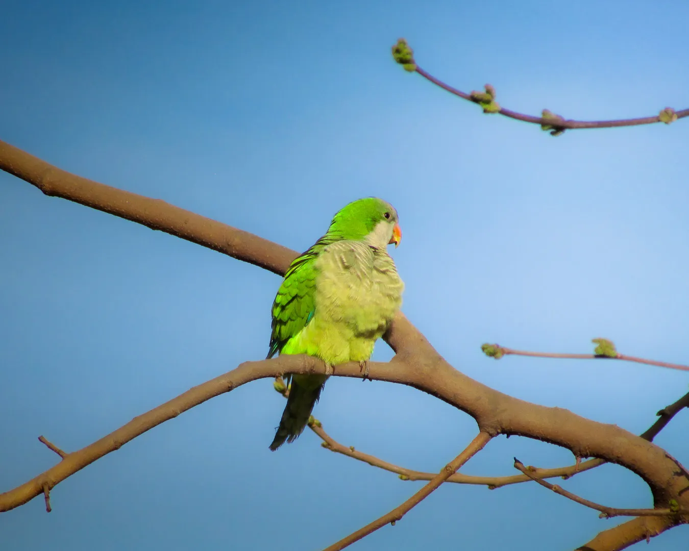 Fotografía de naturaleza: cotorra