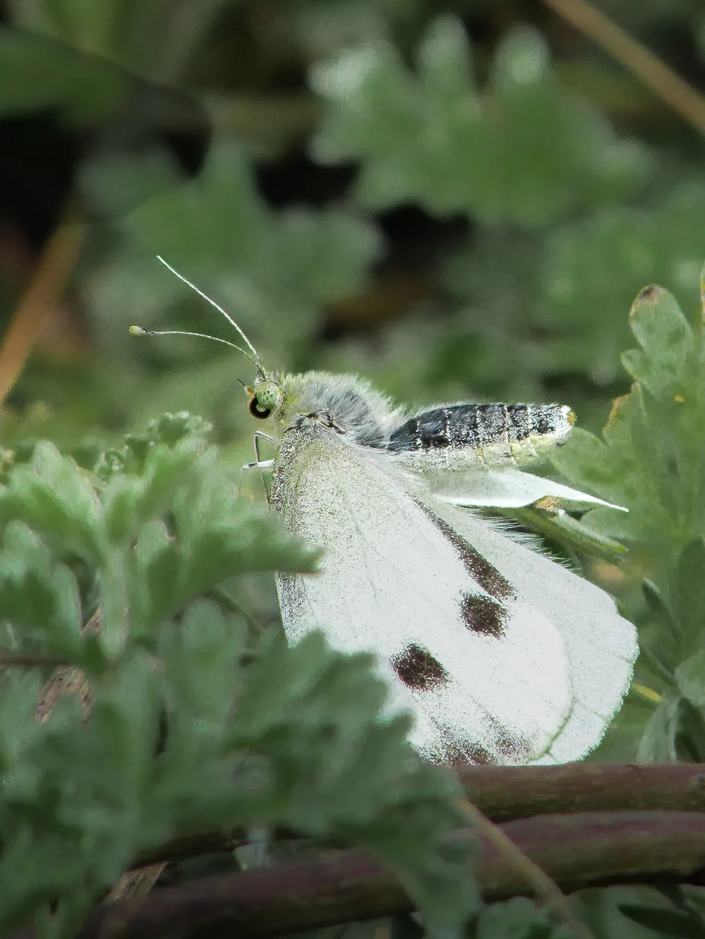 Fotografía de naturaleza: mariposa2