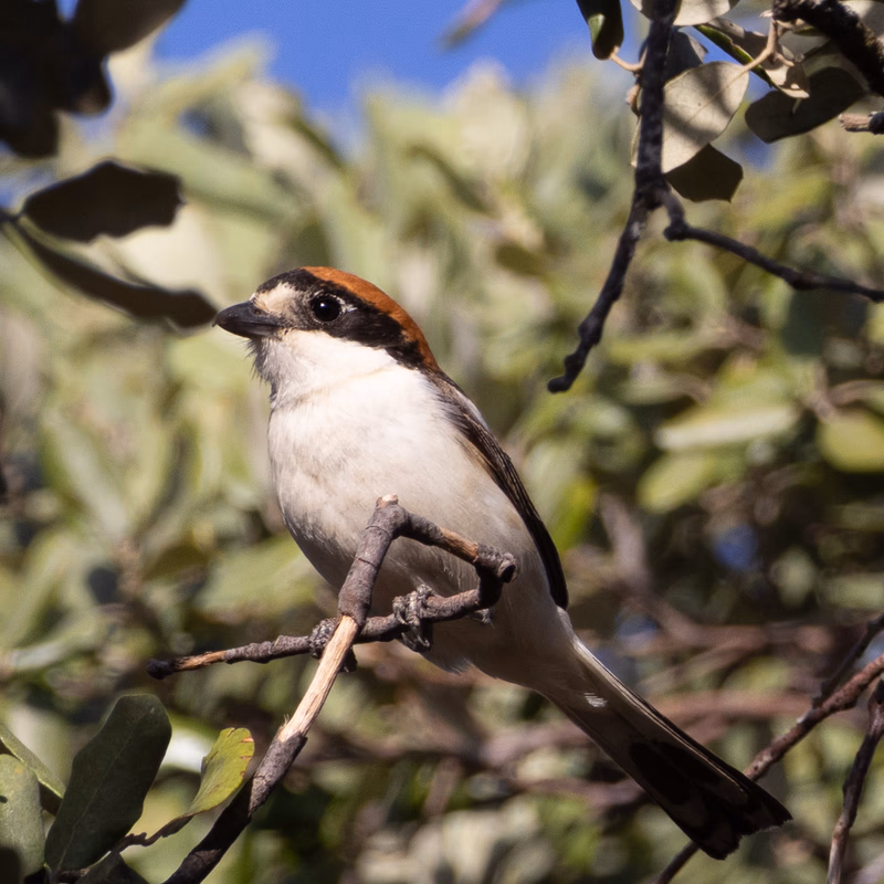 Alcaudón común (Lanius senator) - Fotografia de fauna. SMFotos, fotografía de fauna salvaje en España.