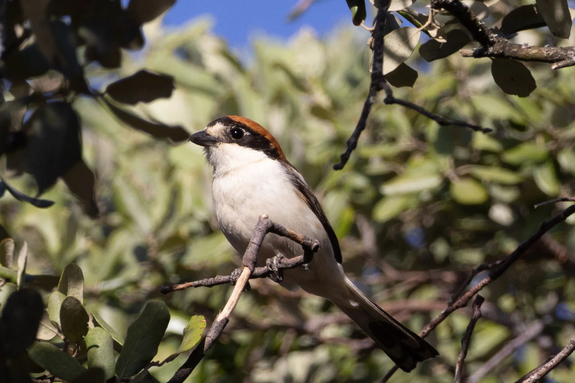 Alcaudón común (Lanius senator) - Fotografia de fauna. SMFotos, fotografía de fauna salvaje en España.