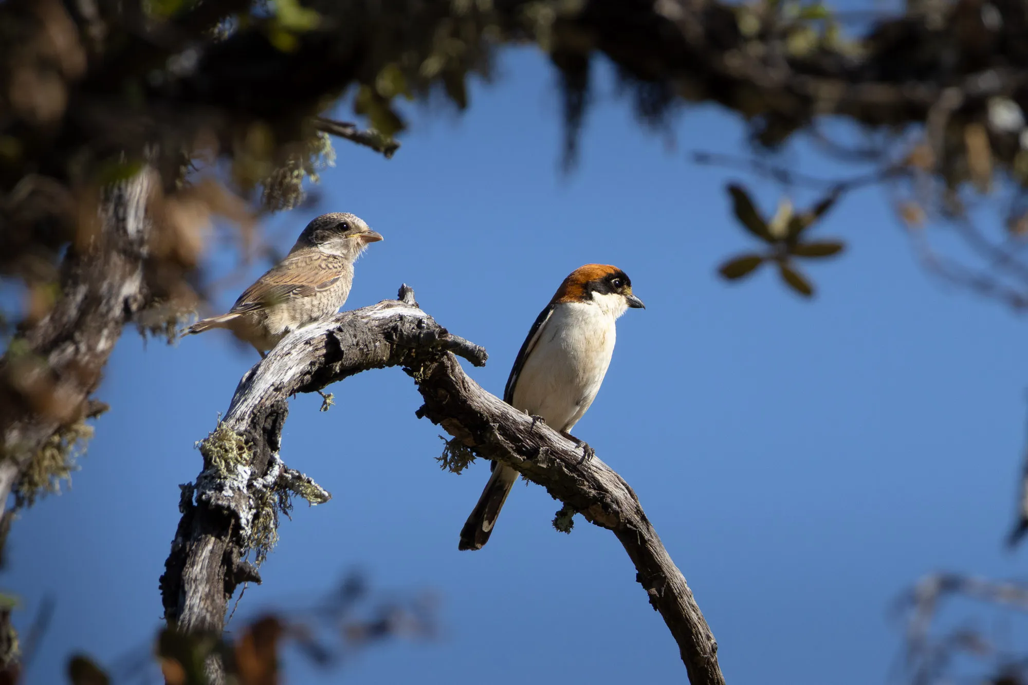Fotografía de naturaleza: Alcaudones. SMFotos, archivo fotográfico de fauna salvaje en Córdoba y Andalucía.