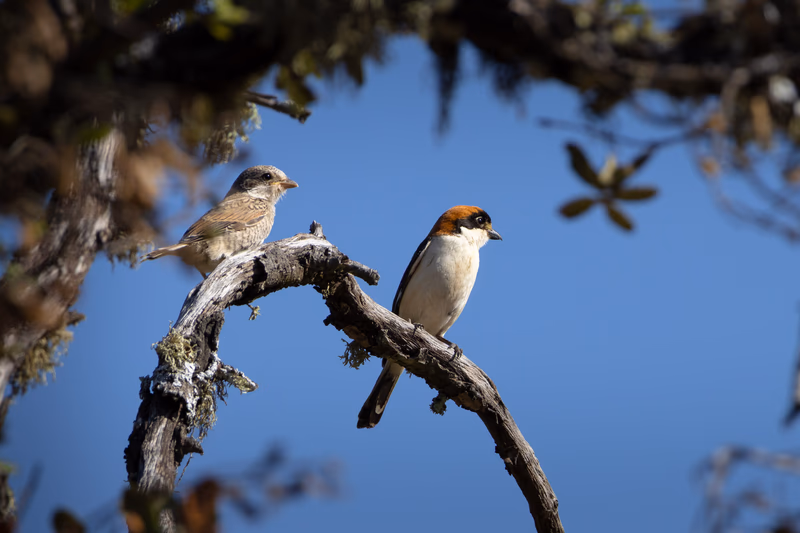 Fotografía de naturaleza: Alcaudones comunes. SMFotos, archivo fotográfico de fauna salvaje en Córdoba y Andalucía.