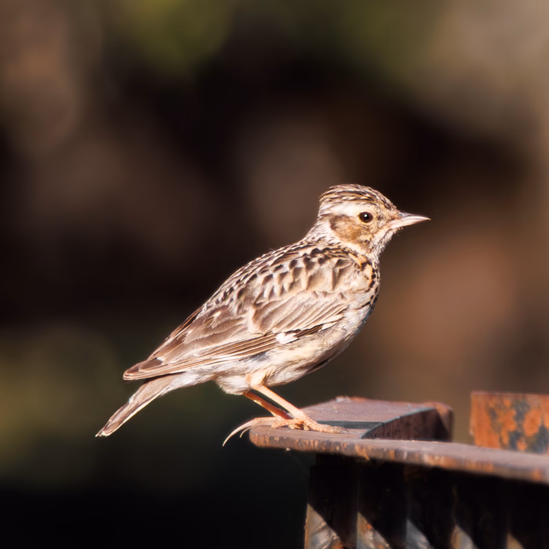 Alondra totovía (Lullula arborea) - Fotografia de fauna. SMFotos, fotografía de fauna salvaje en España.