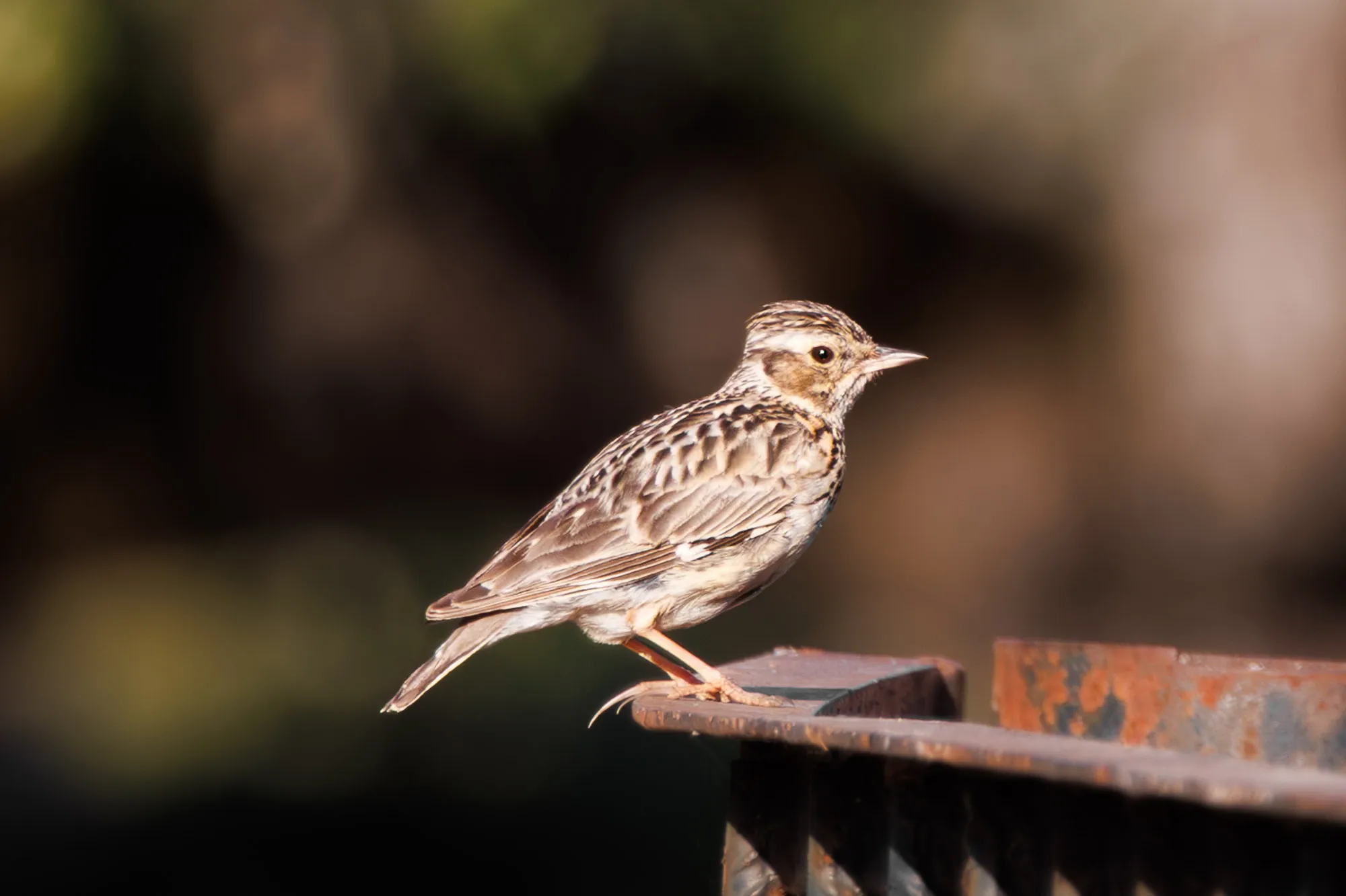Alondra totovía (Lullula arborea) - Fotografia de fauna. SMFotos, fotografía de fauna salvaje en España.