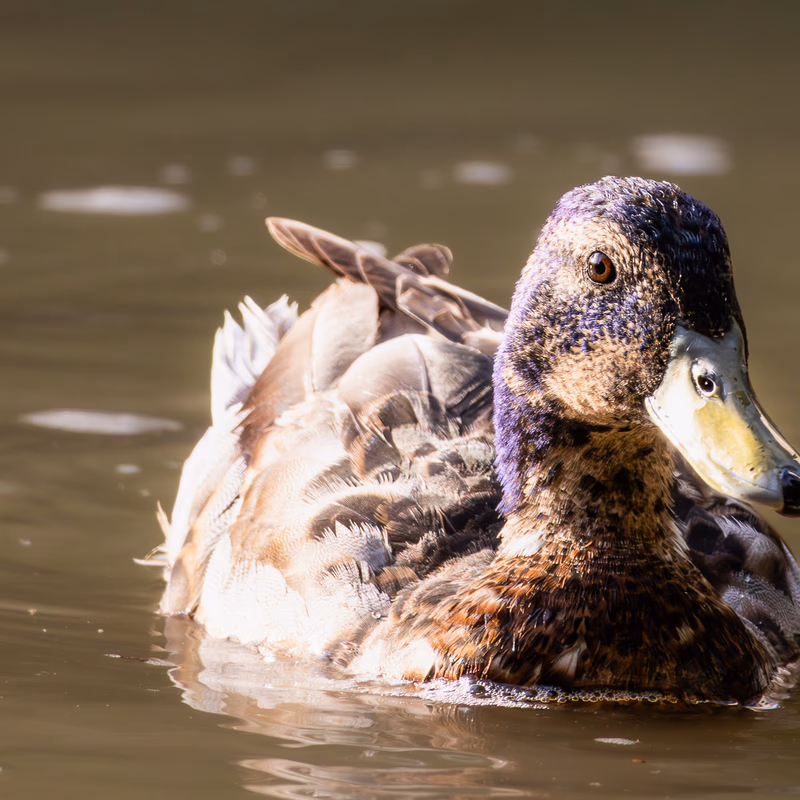 Ánade azulón (Anas platyrhynchos) - Fotografia de fauna