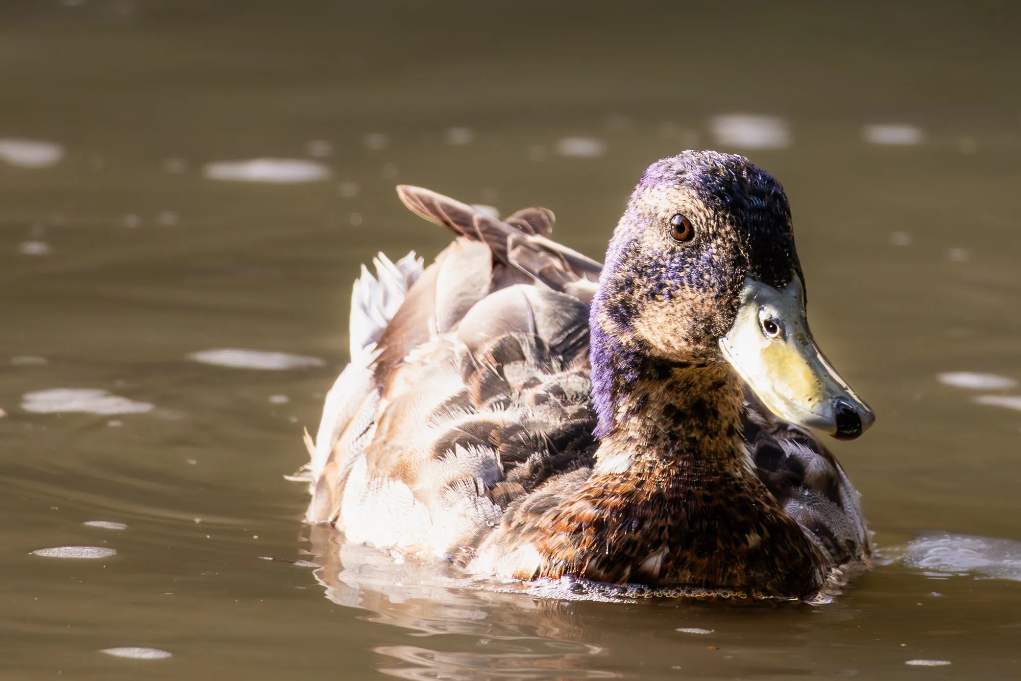 Ánade azulón (Anas platyrhynchos) - Fotografia de fauna