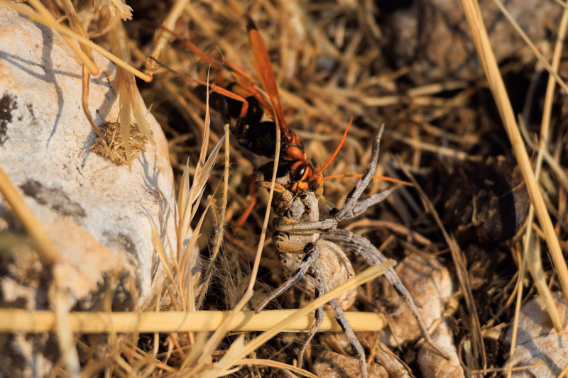 Fotografía de naturaleza: Avispon vs Araña. SMFotos, archivo fotográfico de fauna salvaje en Córdoba y Andalucía.