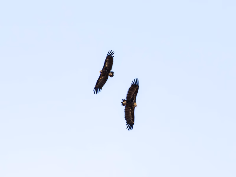 Fotografía de naturaleza: Buitre negro. SMFotos, archivo fotográfico de fauna salvaje en Córdoba y Andalucía.