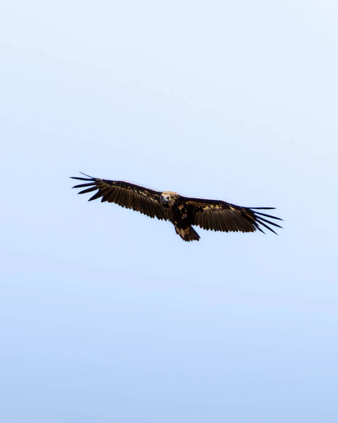 Fotografía de Buitre negro (Aegypius monachus) en estado salvaje. SMFotos, fotografía de fauna salvaje en España.