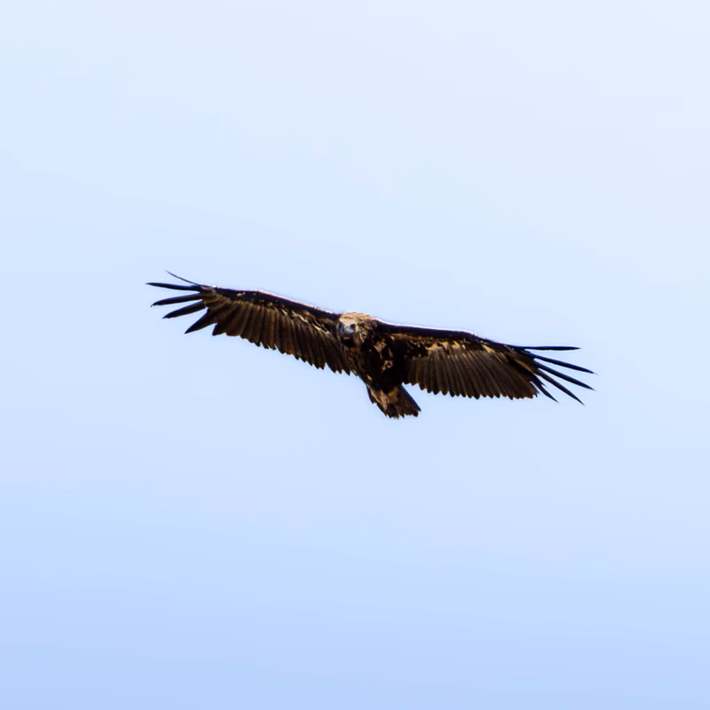 Fotografía de Buitre negro (Aegypius monachus) en estado salvaje. SMFotos, fotografía de fauna salvaje en España.