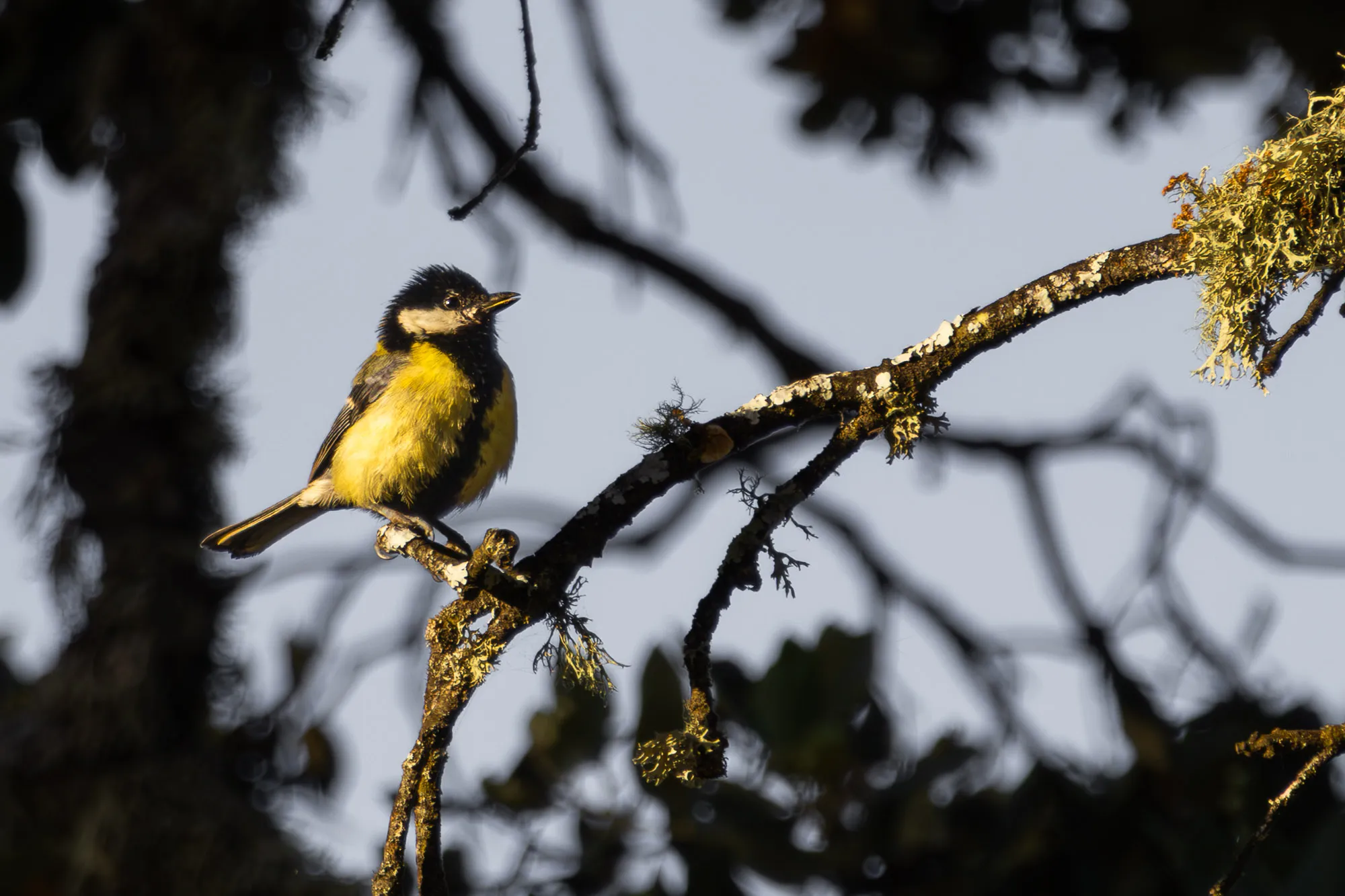 Fotografía de naturaleza: Carbonero 2. SMFotos, archivo fotográfico de fauna salvaje en Córdoba y Andalucía.