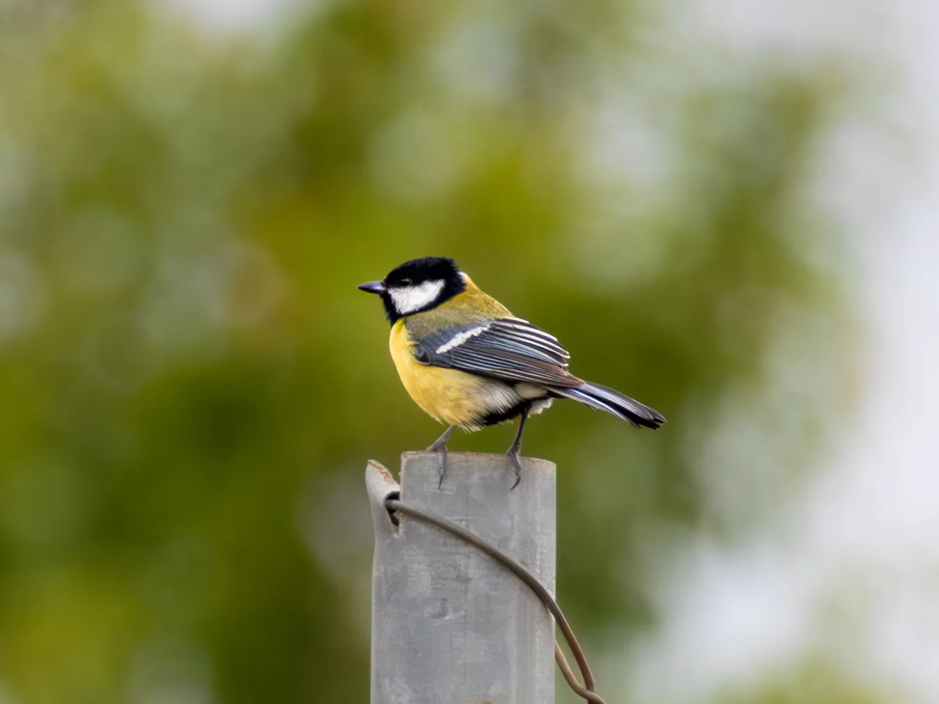 Carbonero común posado en un poste