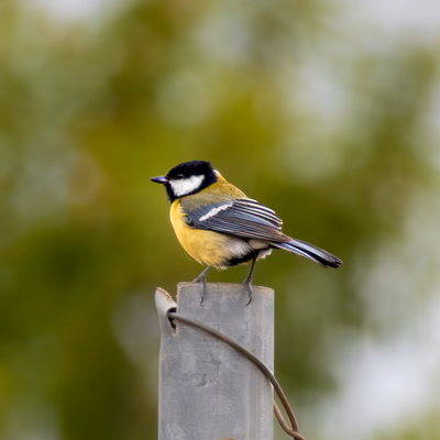Carbonero común posado en un poste. SMFotos, fotografía de fauna salvaje en España.