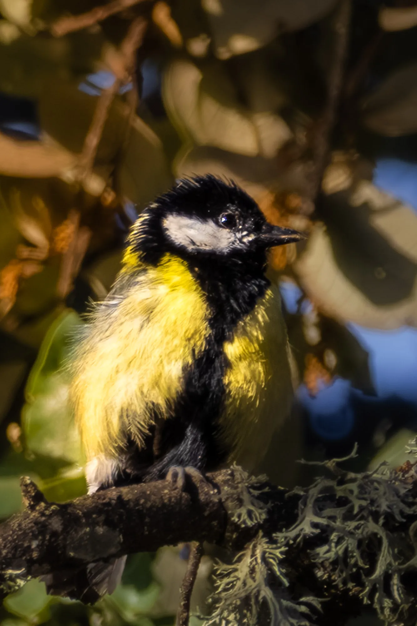 Fotografía de naturaleza: Carbonero Juvenil. SMFotos, archivo fotográfico de fauna salvaje en Córdoba y Andalucía.