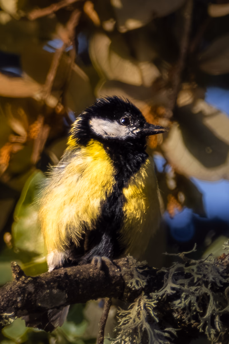 Fotografía de naturaleza: Carbonero común. SMFotos, archivo fotográfico de fauna salvaje en Córdoba y Andalucía.