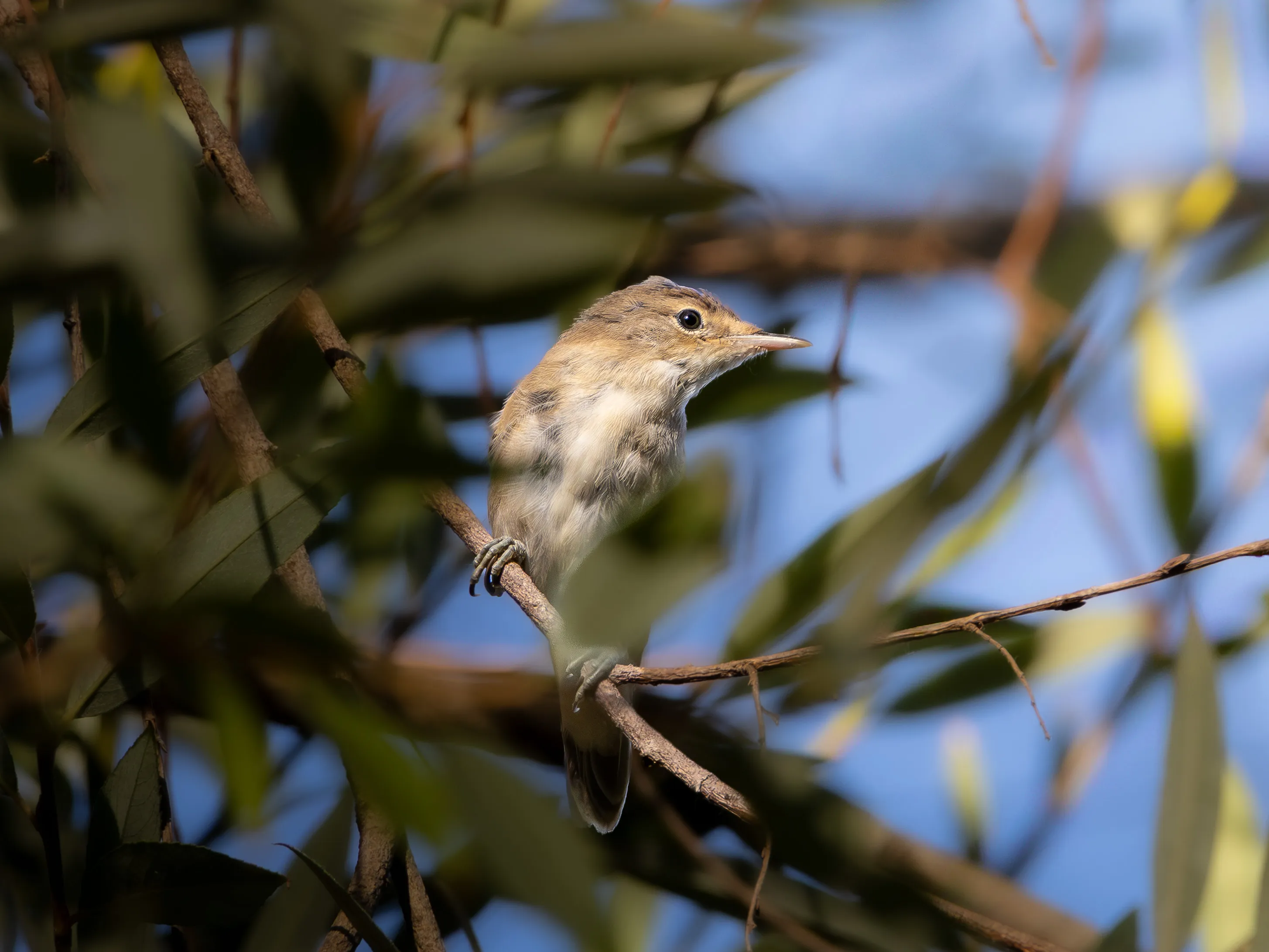 Carricero común cantando entre los carrizos. SMFotos, fotografía de fauna salvaje en España.