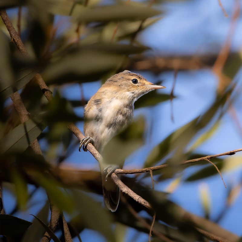 Carricero común cantando entre los carrizos. SMFotos, fotografía de fauna salvaje en España.