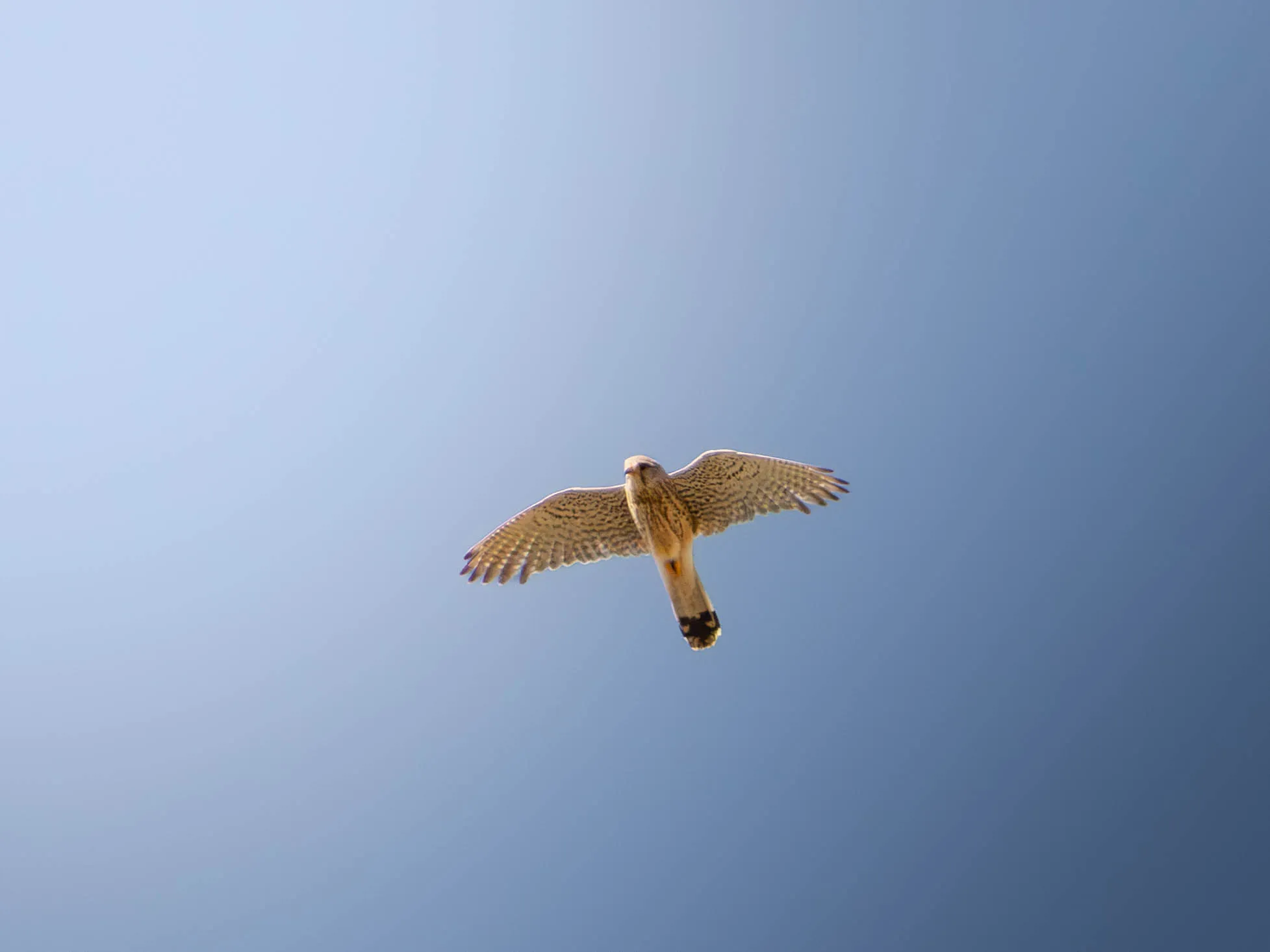 Fotografía de Cernícalo vulgar (Falco tinnunculus) en estado salvaje. SMFotos, fotografía de fauna salvaje en España.