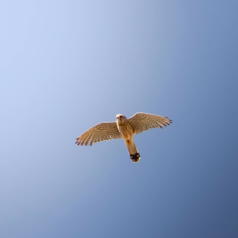Fotografía de Cernícalo vulgar (Falco tinnunculus) en estado salvaje. SMFotos, fotografía de fauna salvaje en España.