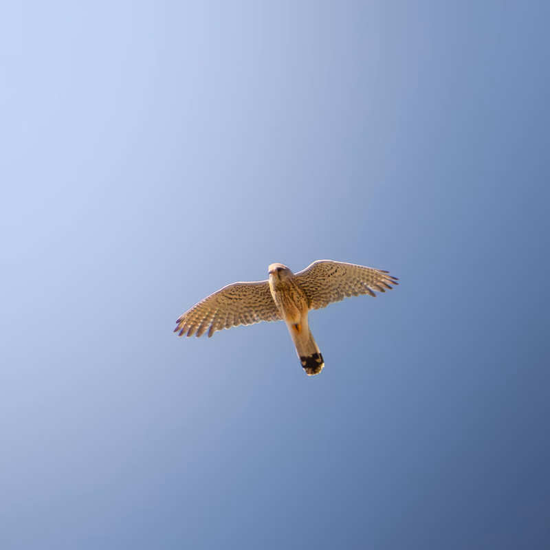 Fotografía de Cernícalo vulgar (Falco tinnunculus) en estado salvaje. SMFotos, fotografía de fauna salvaje en España.
