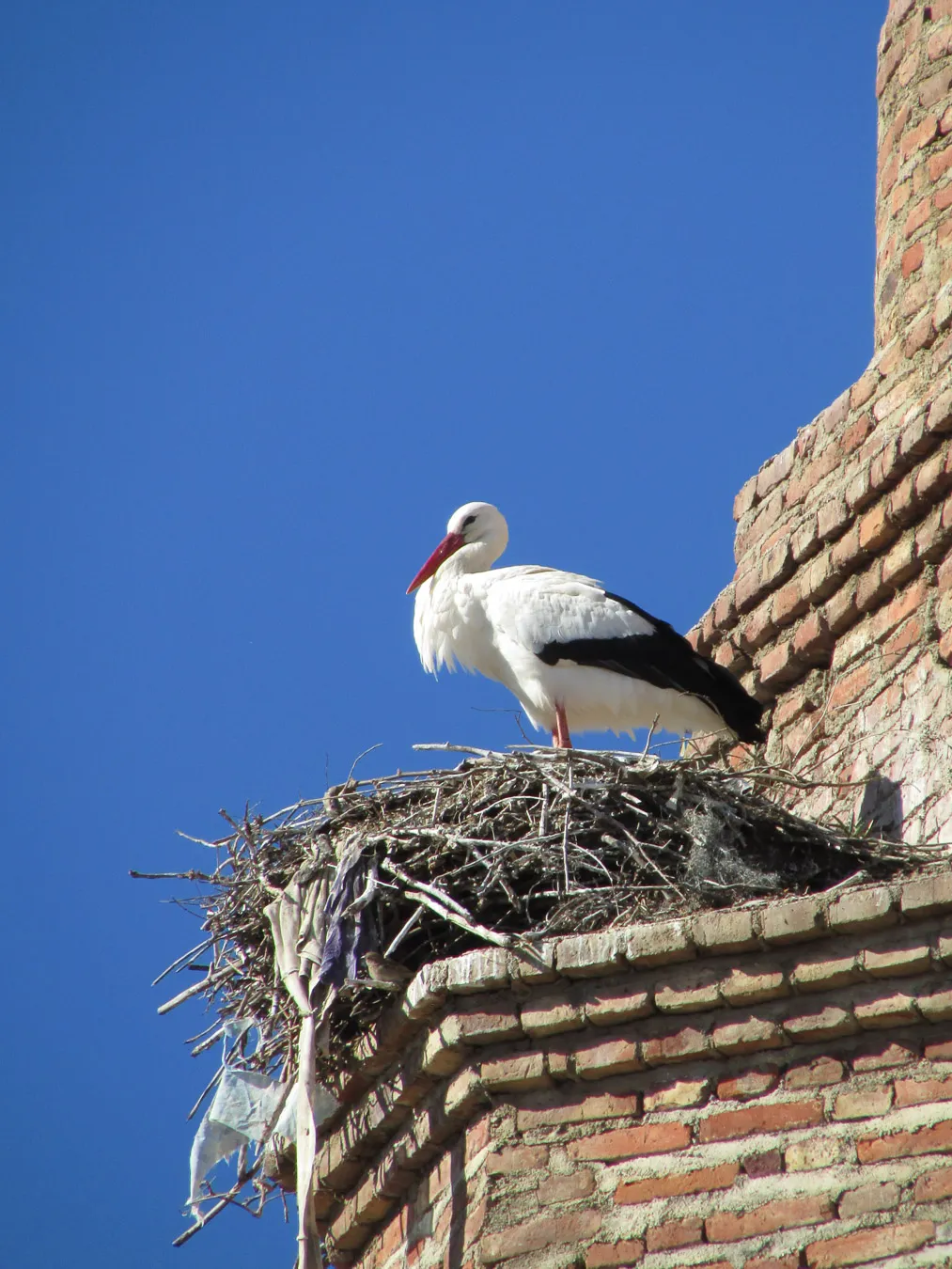 Cigüeña en vuelo