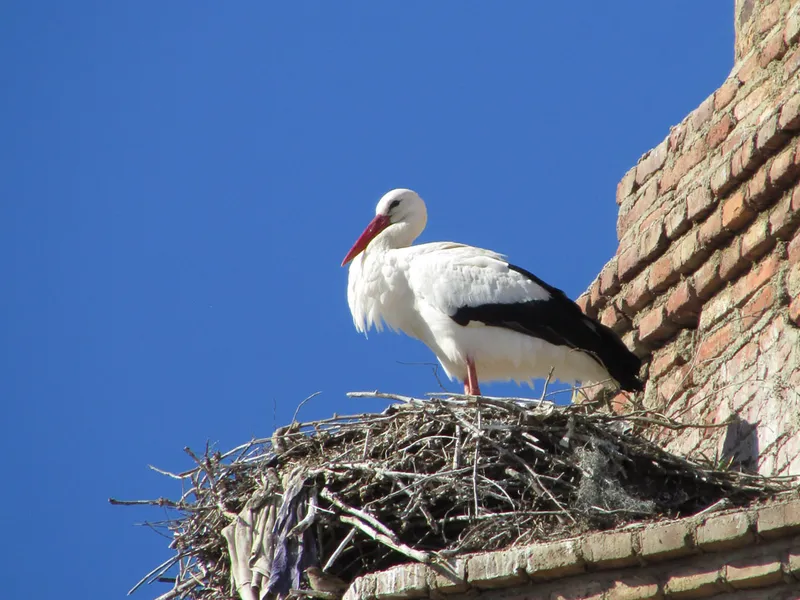 Cigüeña en vuelo