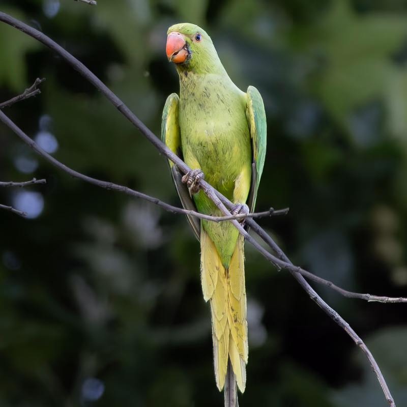 Fotografía de Cotorra de Kramer (Psittacula krameri) en estado salvaje. SMFotos, fotografía de fauna salvaje en España.