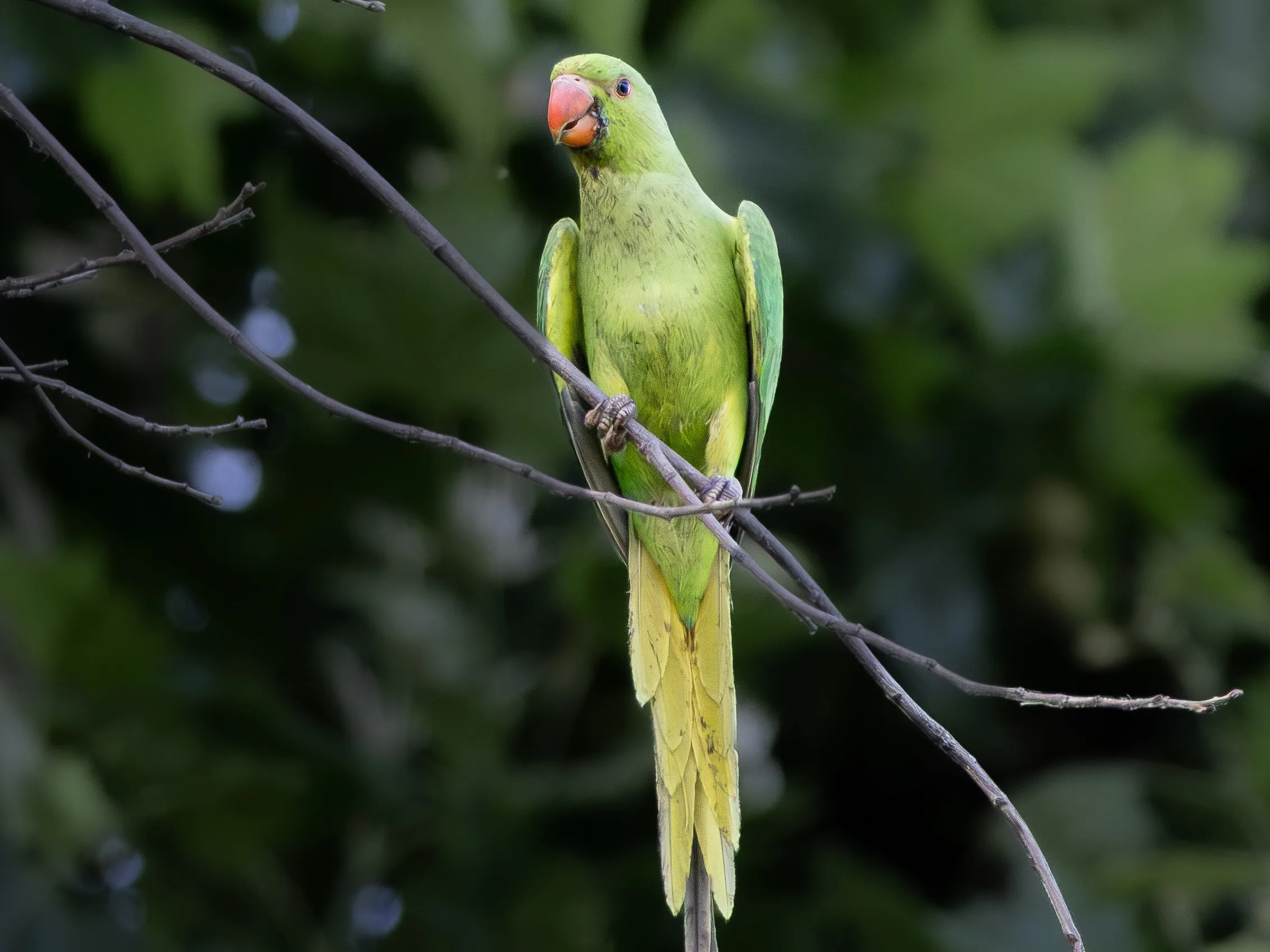 Fotografía de Cotorra de Kramer (Psittacula krameri) en estado salvaje. SMFotos, fotografía de fauna salvaje en España.