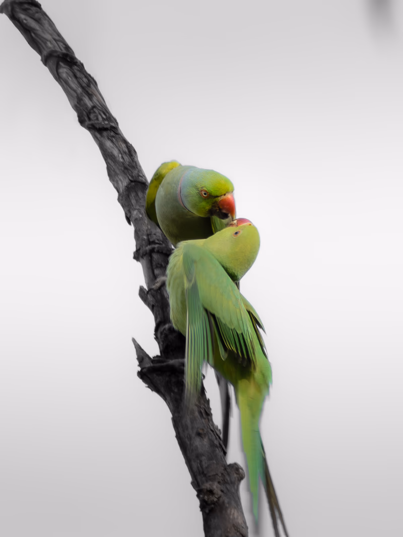 Fotografía de naturaleza: Cotorra de Kramer. SMFotos, archivo fotográfico de fauna salvaje en Córdoba y Andalucía.