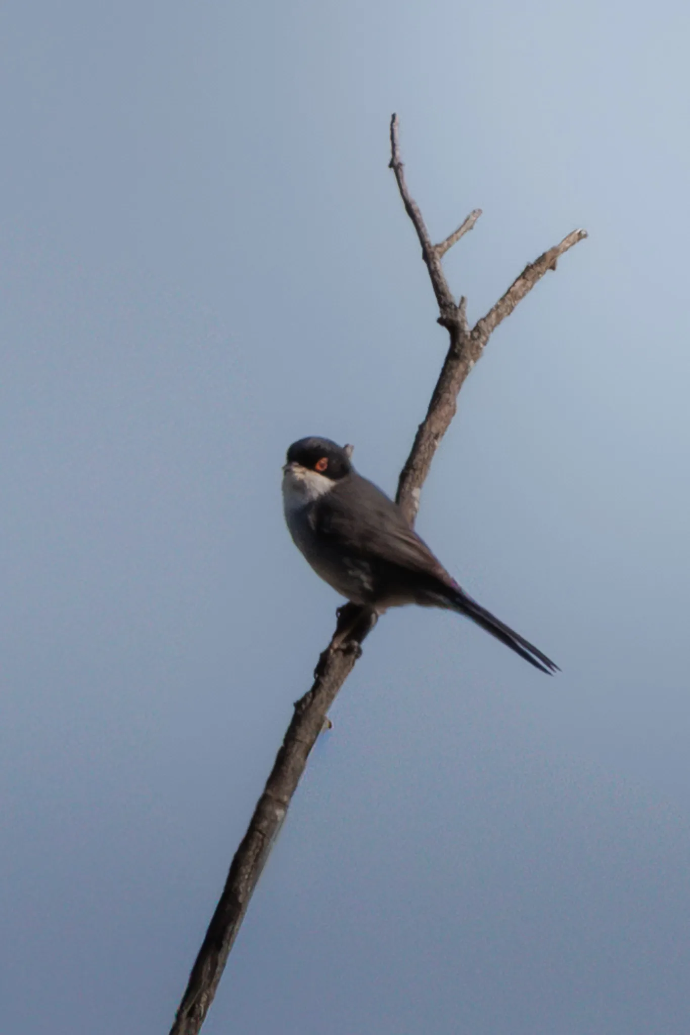 Fotografía de Curruca cabecinegra (Sylvia melanocephala) en estado salvaje. SMFotos, fotografía de fauna salvaje en España.