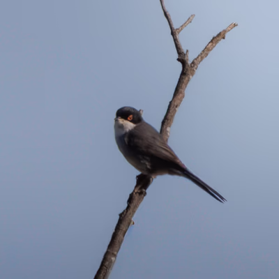 Fotografía de Curruca cabecinegra (Sylvia melanocephala) en estado salvaje. SMFotos, fotografía de fauna salvaje en España.