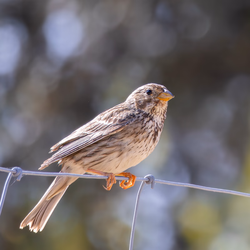 Fotografía de Escribano triguero (Emberiza calandra) en estado salvaje. SMFotos, fotografía de fauna salvaje en España.