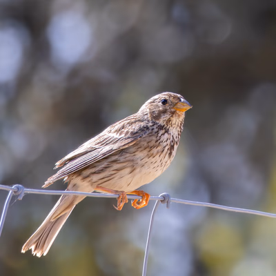 Fotografía de Escribano triguero (Emberiza calandra) en estado salvaje. SMFotos, fotografía de fauna salvaje en España.