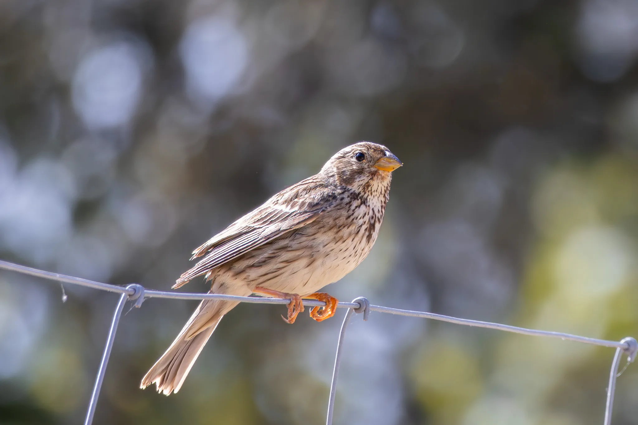 Fotografía de Escribano triguero (Emberiza calandra) en estado salvaje. SMFotos, fotografía de fauna salvaje en España.