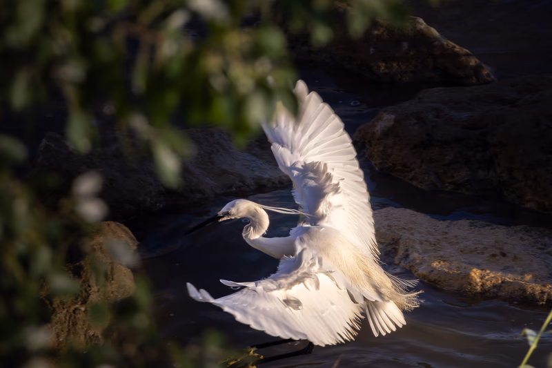 Fotografía de naturaleza: Garceta común. SMFotos, archivo fotográfico de fauna salvaje en Córdoba y Andalucía.