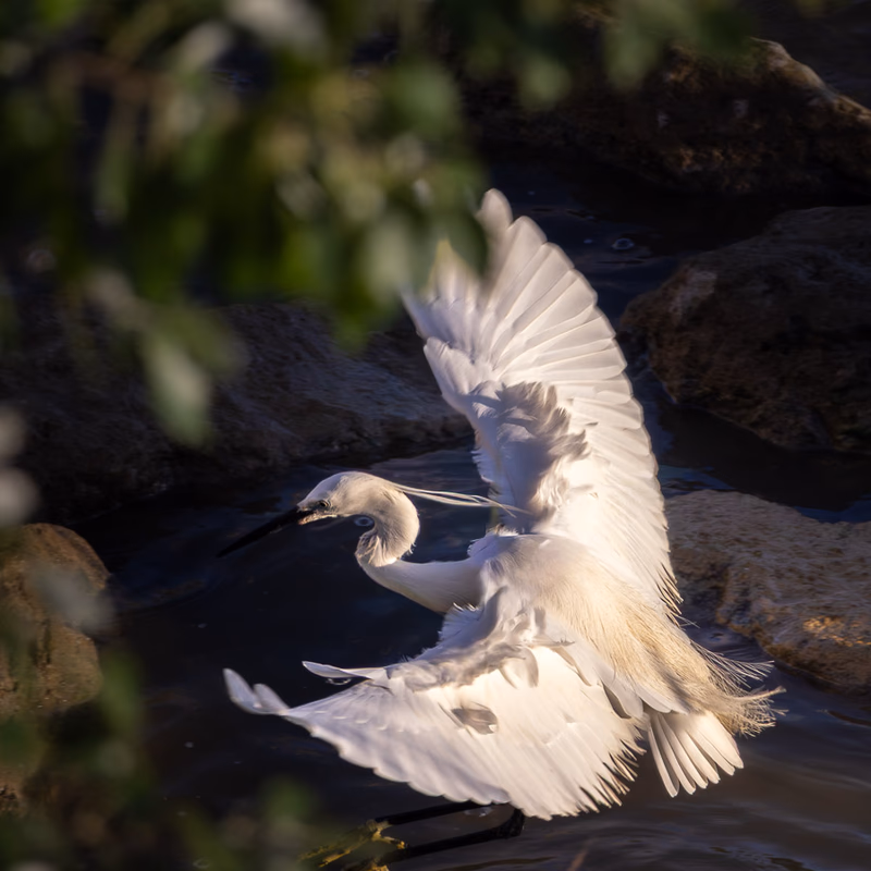 Garceta común en una laguna con su plumaje blanco