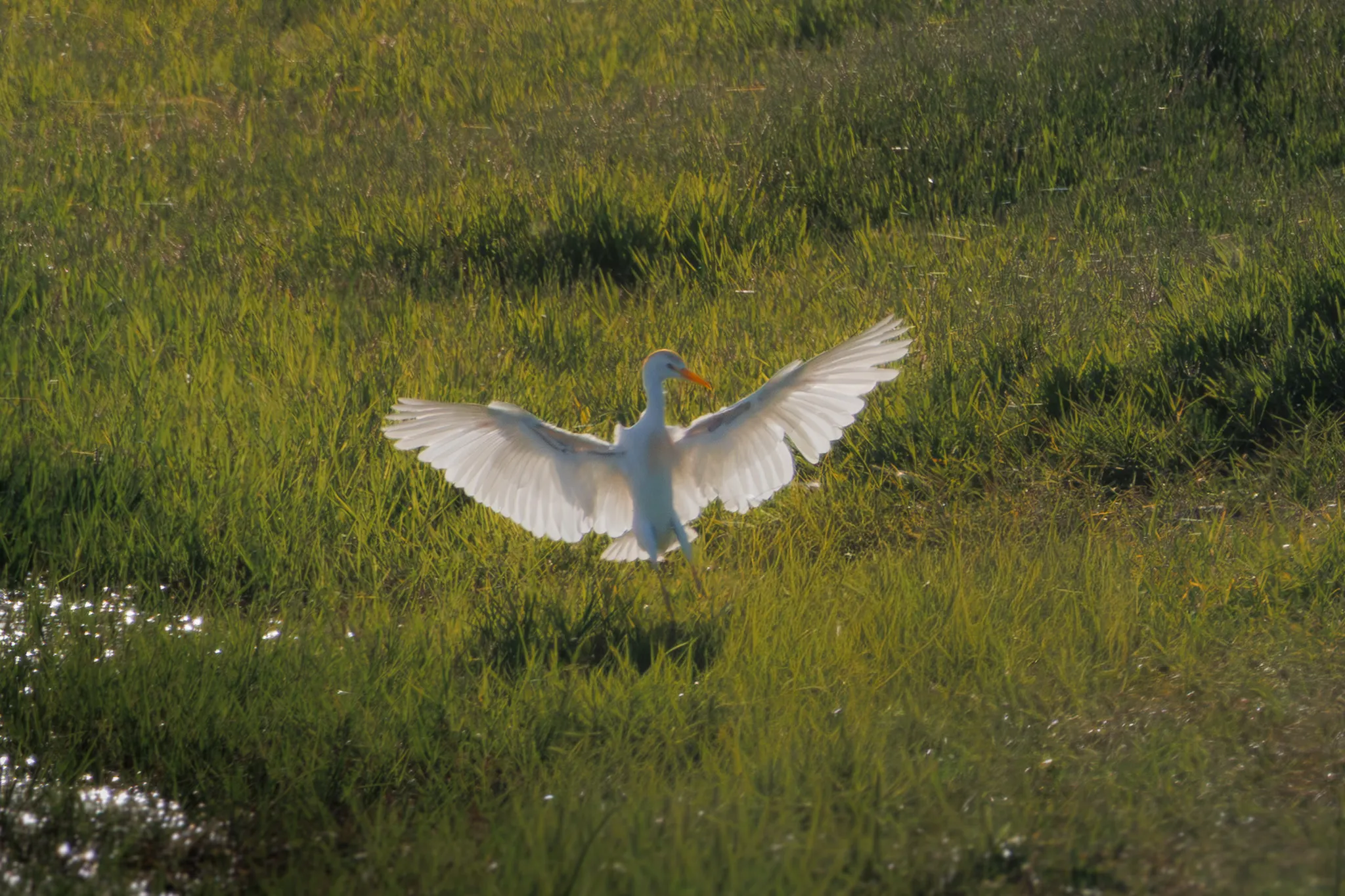 Fotografía de Garcilla bueyera (Bubulcus ibis) en estado salvaje. SMFotos, fotografía de fauna salvaje en España.